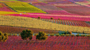 floración de Cieza