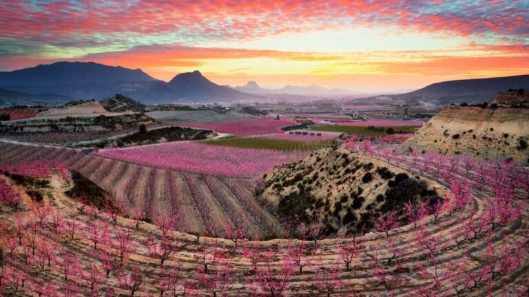Floración de Cieza