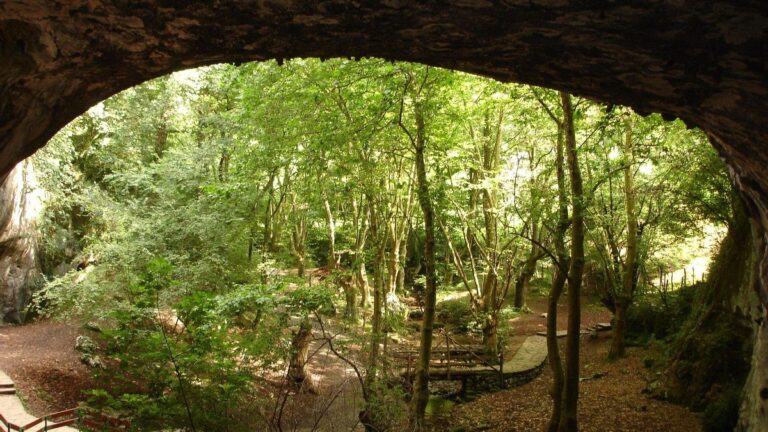 Día de los Bosques