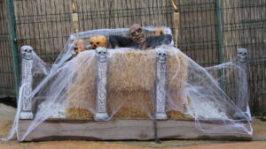 Halloween en Terra Natura